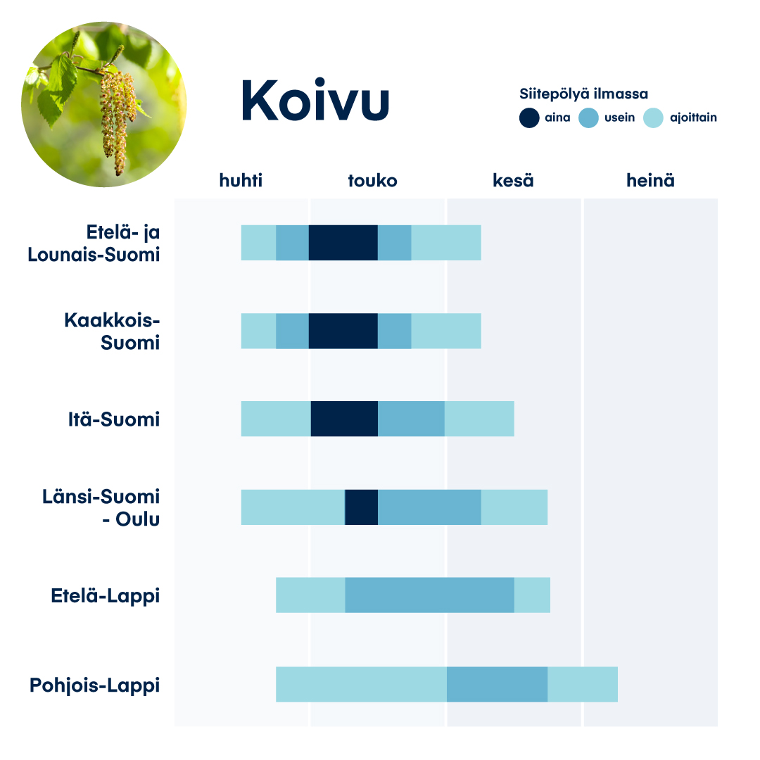 Orion-siitepolykausi-koivu.jpg